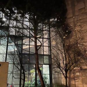 Abate de árvores (1)