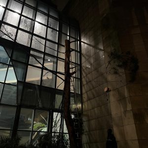 Abate de árvores (2)