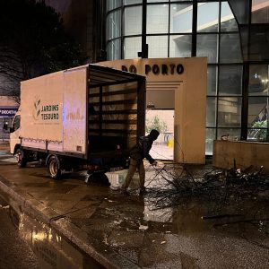 Abate de árvores (3)