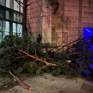 Abate de árvores (4)