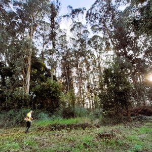 desmatação de terreno